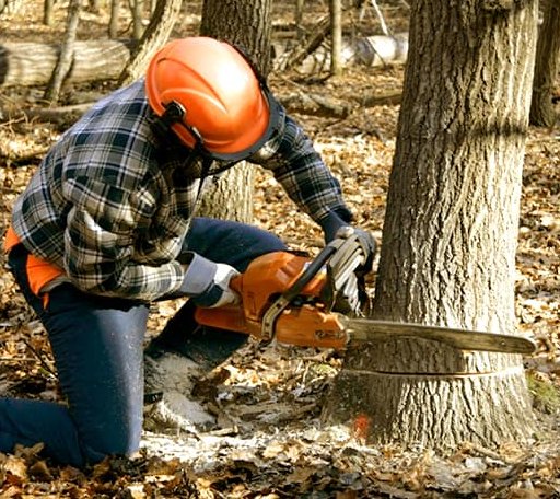 Tree Removal in Hemphill, TX